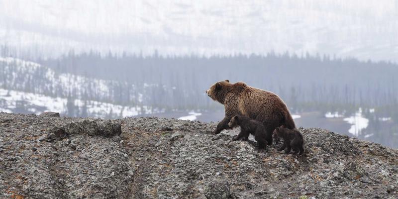 广西石材75:从建筑基石到艺术载体的华丽蜕变