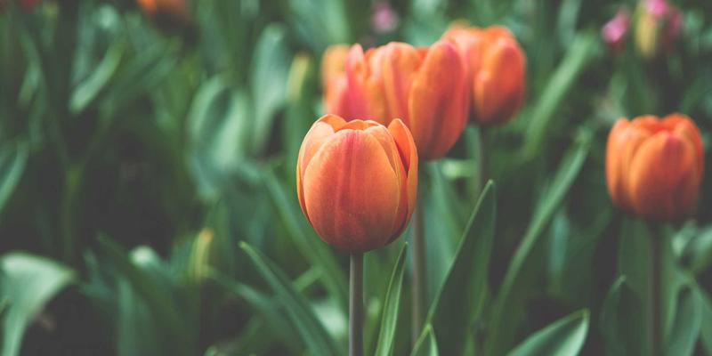 广西石材：从自然瑰宝到艺术精品的工艺蜕变