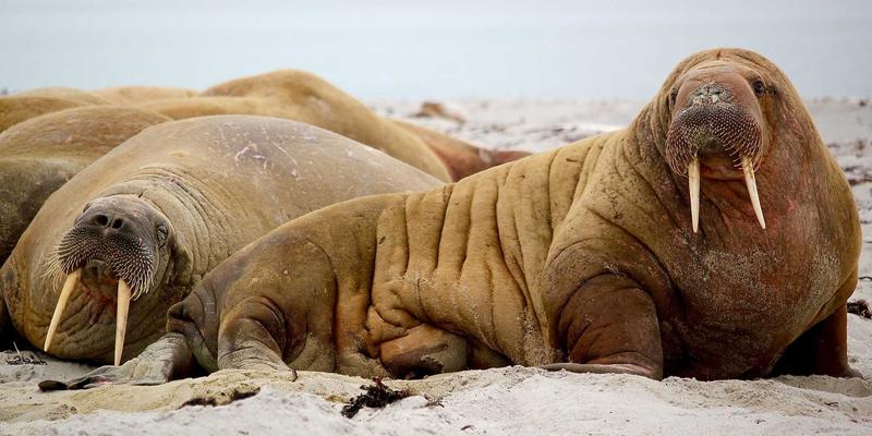广西石材:建筑石材的艺术与工艺,探寻中国石材产业的重要力量