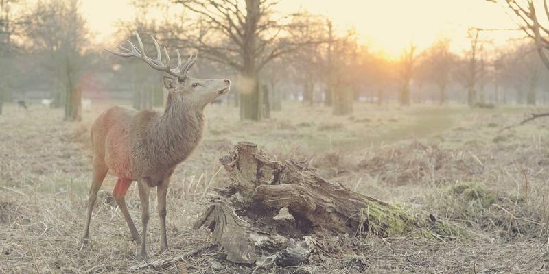 广西石材评测：从天然矿藏到艺术珍品的工艺蜕变